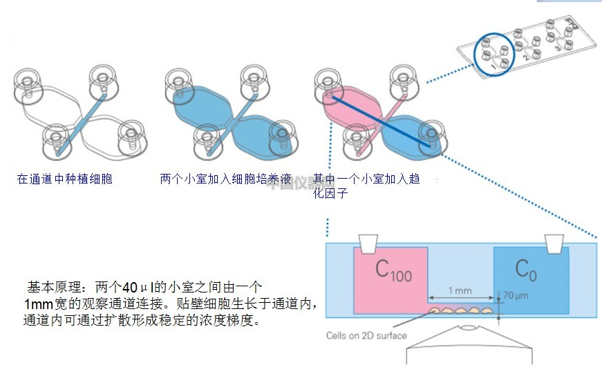 易必迪ibidi細胞趨化性試驗 u-Slide Chemotaxis 2D 圖2.png