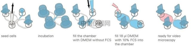 易必迪ibidi細(xì)胞趨化性試驗 u-Slide Chemotaxis 2D 圖3.png