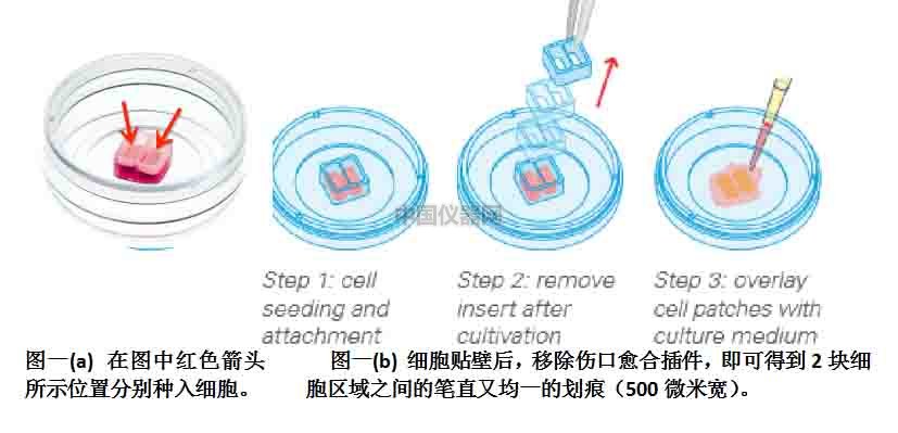 傷口愈合/細(xì)胞劃痕實(shí)驗(yàn)新方法-如何劃出筆直均一的劃痕