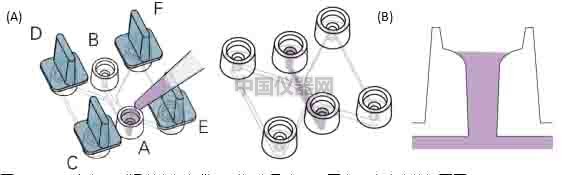細胞趨化實驗新方法（二）--實時觀察細胞動態