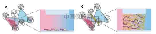 細胞趨化實驗新方法（二）--實時觀察細胞動態