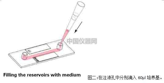 血管內皮細胞模擬體內流體環境