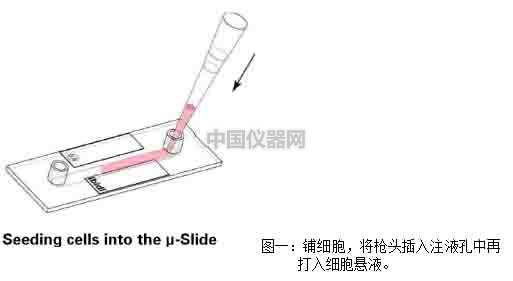 血管內皮細胞模擬體內流體環境