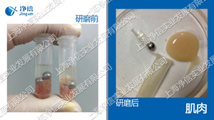 多樣品組織研磨儀 型號:Tissuelyser-96